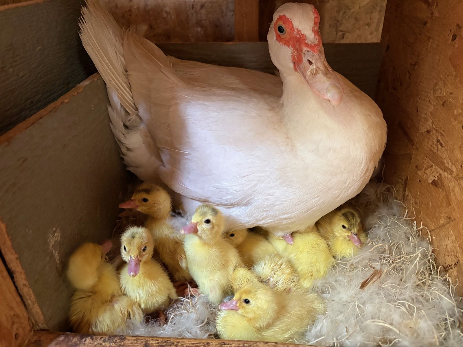 A nesting Muscovy mother duck watching over her eggs