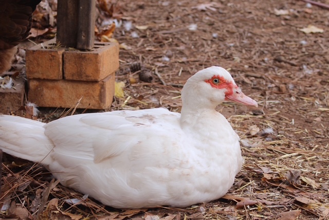 A white Muscovy duck standing outdoors